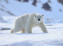 Как формируются виды: что говорит нам запутанная история взаимоотношений белого и бурого медведей