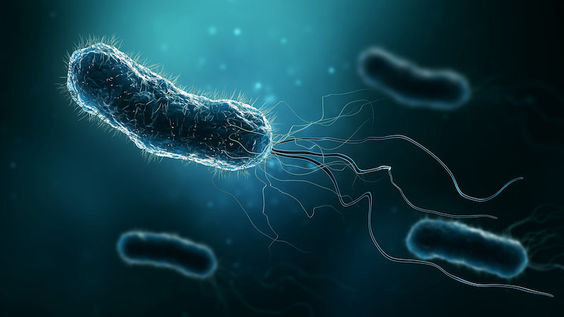 Разгадывая 50-летнюю загадку, ученые раскрывают, как бактерии могут двигаться