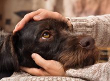 Собаки могут чувствовать запах, когда мы в стрессе, показало исследование