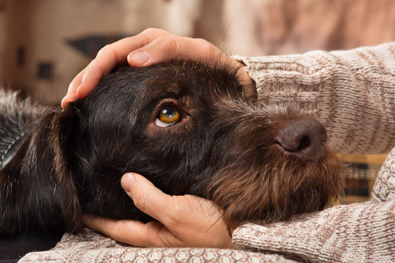 Собаки могут чувствовать запах, когда мы в стрессе, показало исследование